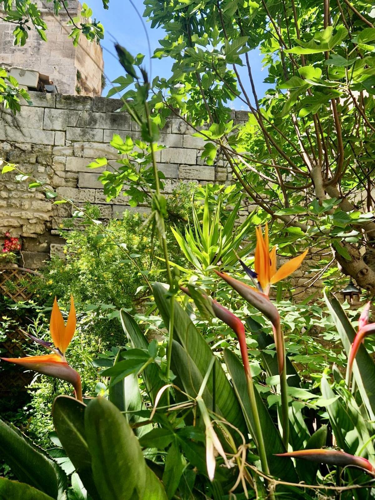 Capucines, Un Jardin Secret Dans Le Centre Historique Apartment Arles Ngoại thất bức ảnh